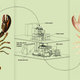 Illustration for article titled The Machine that Shucks Lobsters Alive